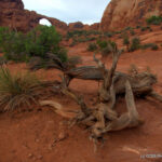 Arches National Park - Moab, UT