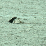 Cruising Alaska